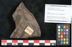Foto (Objekt + Etikett) von Taeniopteris lomariopsis Ettingshausen (NHMW-GEO-2024-0188-10324)